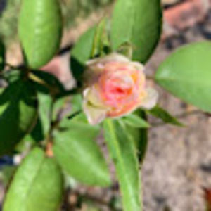 Meet your Posher, Ginger